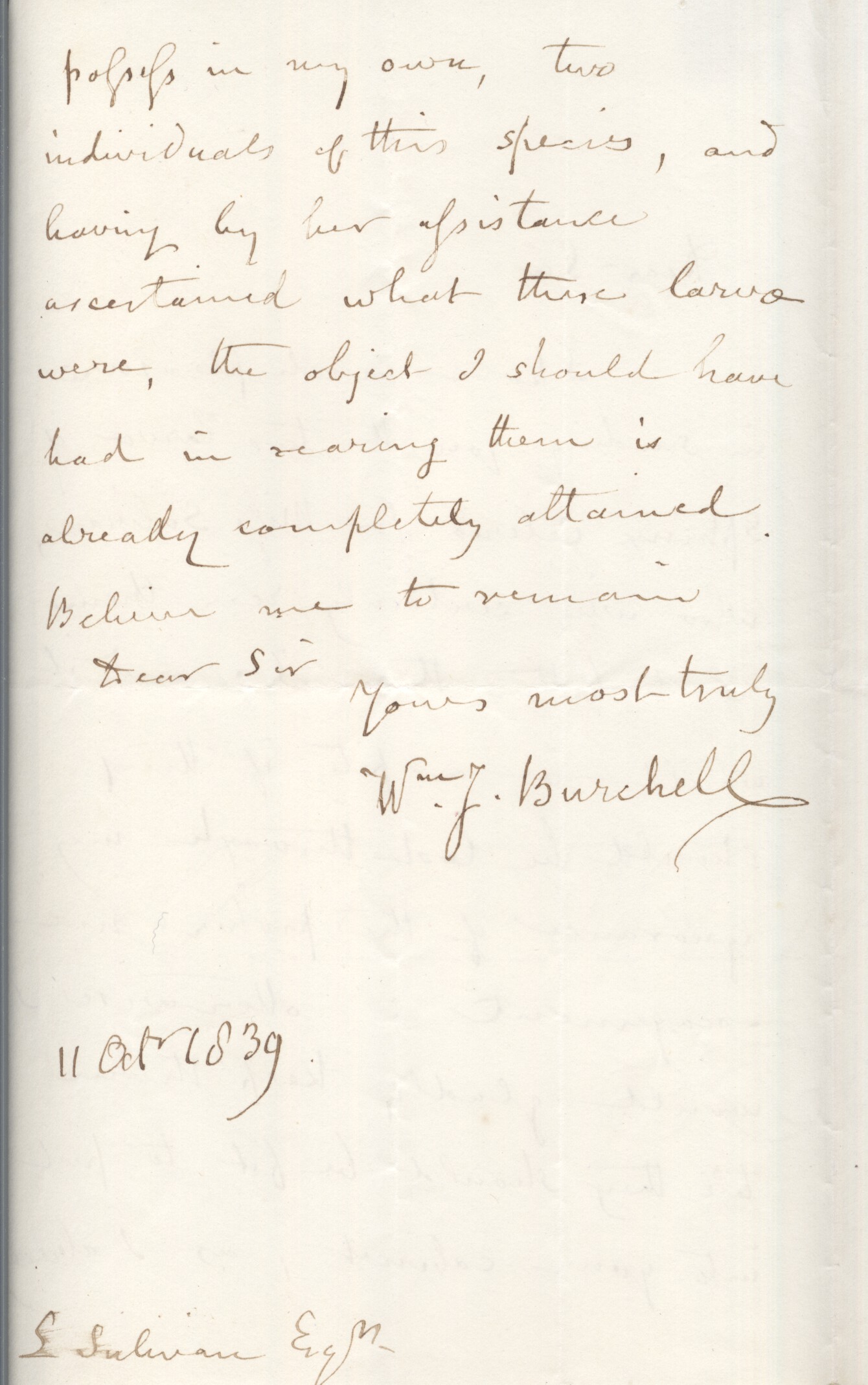 BURCHELL image 2